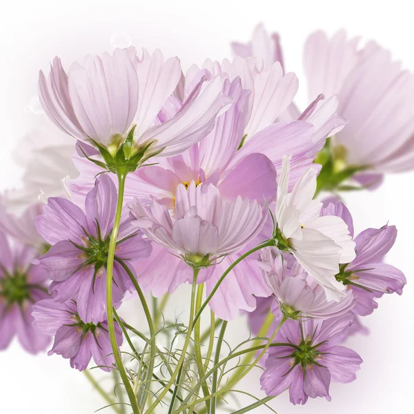 Blommig background.flower — Stockfoto