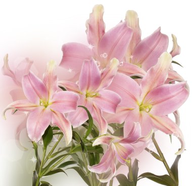 Lily.Floral arka plan