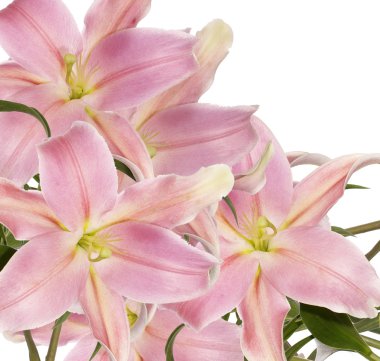 Lily.Floral arka plan