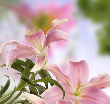 Lily.Floral arka plan