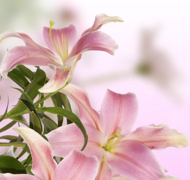Lily.Floral arka plan