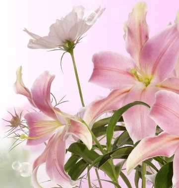 Lily.Floral arka plan