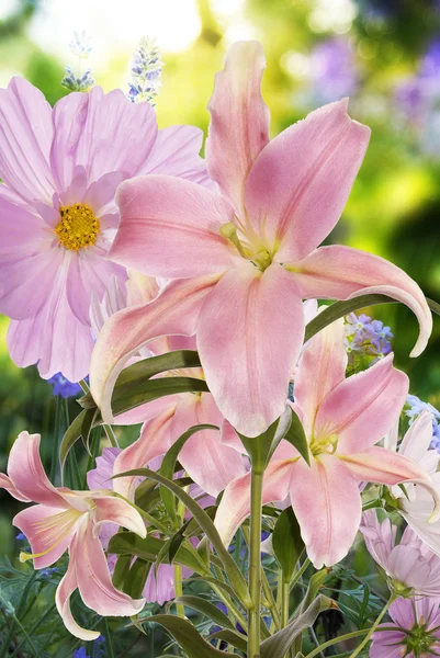 Lily.Floral achtergrond — Stockfoto