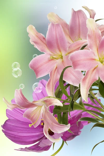 Lily.Floral background — Stock Photo, Image