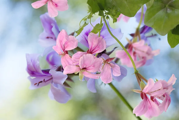 Floral φόντο — Φωτογραφία Αρχείου