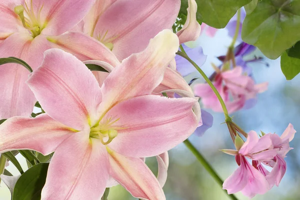 Lily.Floreale sfondo — Foto Stock