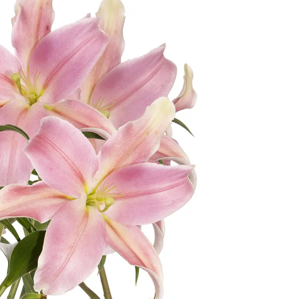 Lily.Floreale sfondo — Foto Stock