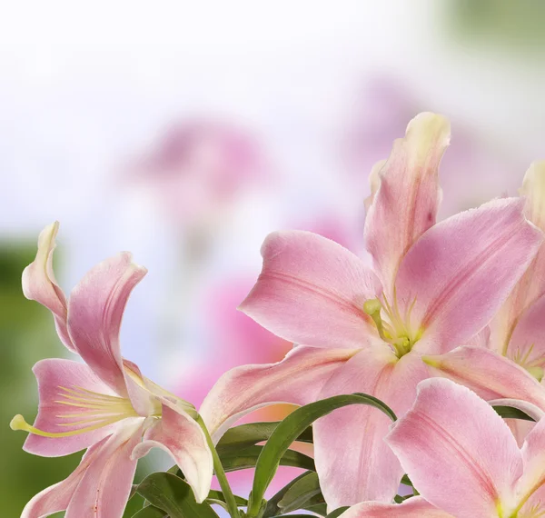 Blommig bakgrund — Stockfoto