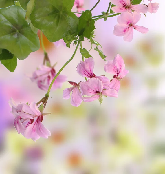 Japanese Floral background — Stock Photo, Image