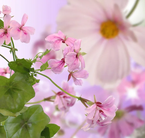 Giapponese sfondo floreale — Foto Stock