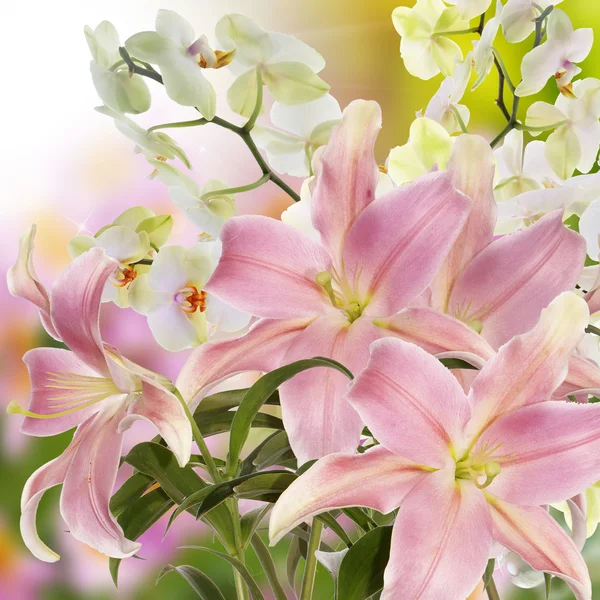 Japon çiçek arka plan — Stok fotoğraf