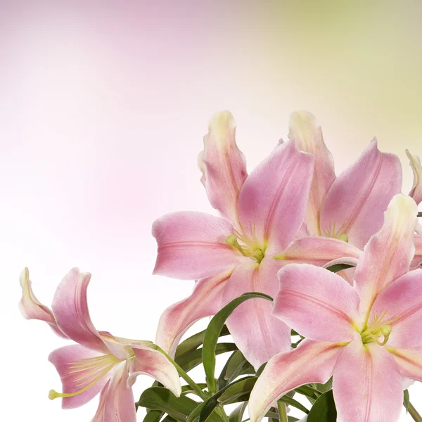 Blommig japanska bakgrund — Stockfoto
