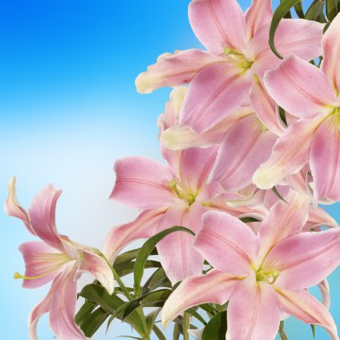 Japon lily.floral arka plan