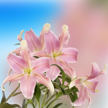 Japon çiçek background.lily