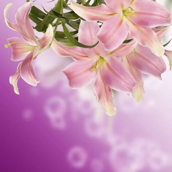 Japanese Lily.Floral background — Stock Photo, Image