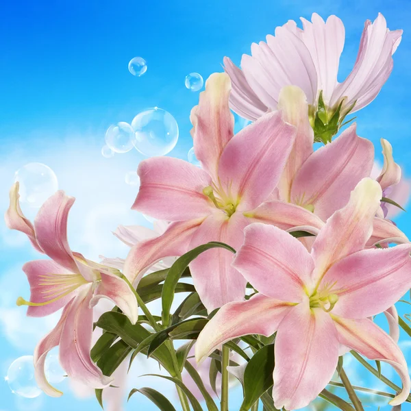 Japanese Lily.Floral background — Stock Photo, Image