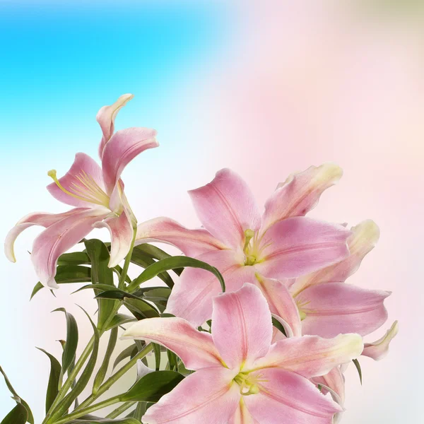 Lily.Japanese fundo floral — Fotografia de Stock