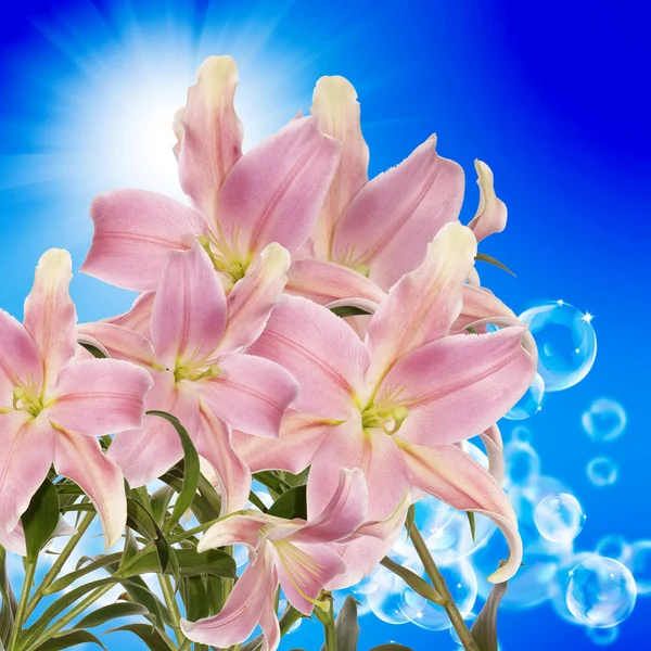 Lily.Flower όμορφη κάρτα — Φωτογραφία Αρχείου