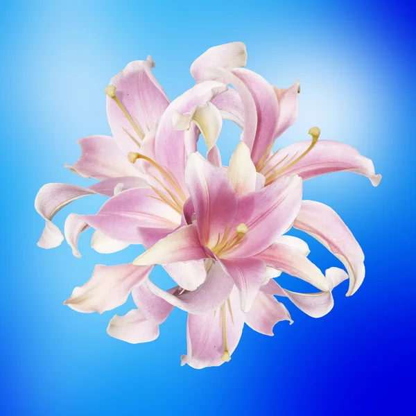 Lily.Flower icon.floral tło — Zdjęcie stockowe
