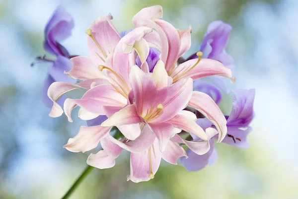 Japonês bonita Lily.Floral fundo — Fotografia de Stock