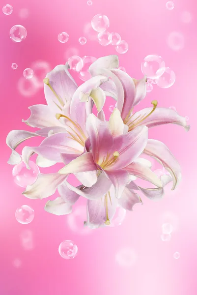 Giapponese Bella Lily.Floral sfondo — Foto Stock