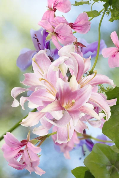 Japanska lily.floral bakgrund — Stockfoto