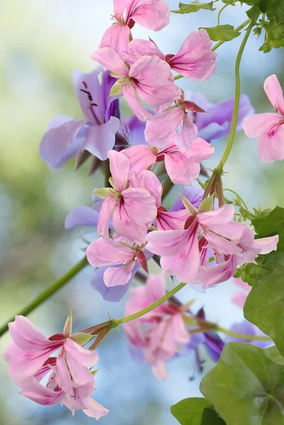 Japonês Lily.Floral fundo — Fotografia de Stock