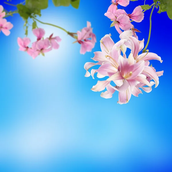 Japanska blommor bakgrund — Stockfoto