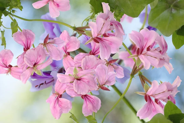 Japanischer blumiger Hintergrund — Stockfoto