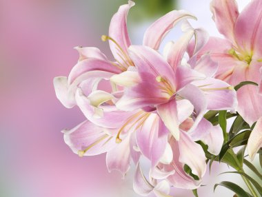 Japon hafif pembe lily.floral arka plan