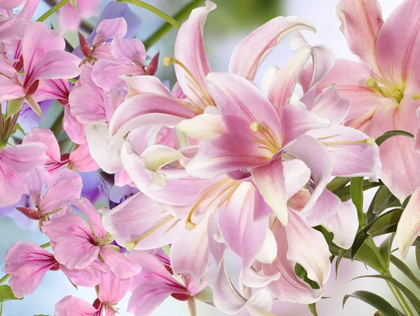 Light Pink Lily.Floral background — Stock Photo, Image