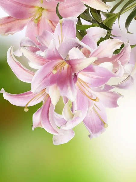 Natura. Fiore — Foto Stock