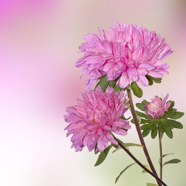 Nature.dahlia.flora l 배경 — 스톡 사진