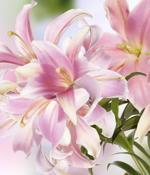 Floral φόντο όμορφη — Φωτογραφία Αρχείου