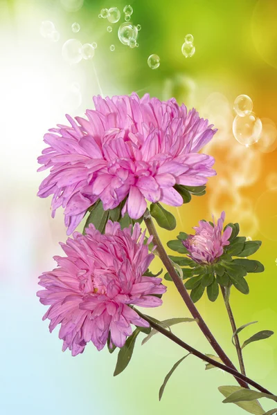 Nature.Dahlia.Flora l background Stock Image