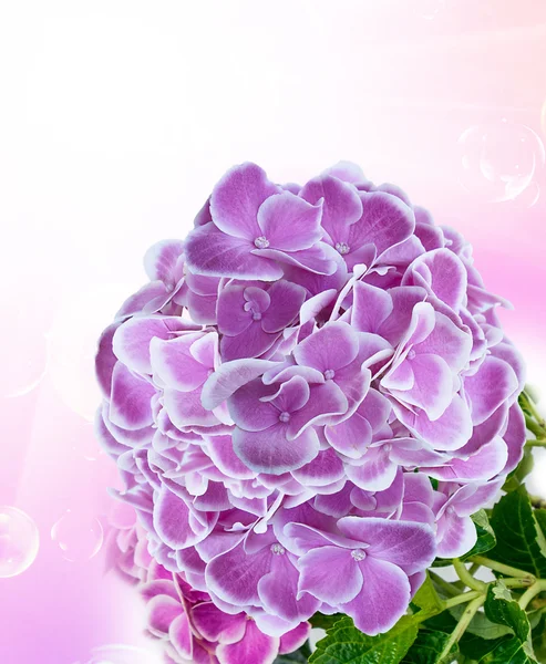 Hydrangea — Stock Photo, Image