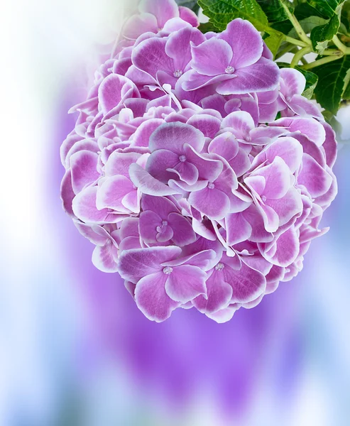 Jardín de hortensias — Foto de Stock