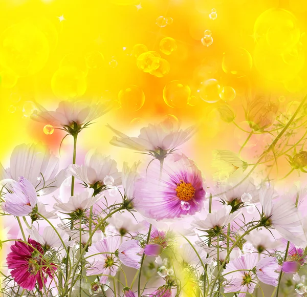 花卉夏季背景 — 图库照片
