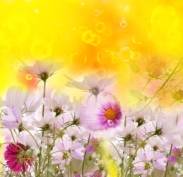 Blumiger Sommerhintergrund — Stockfoto