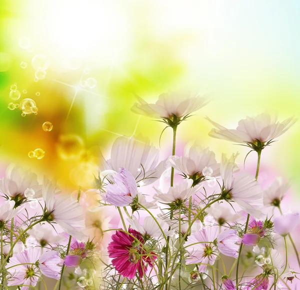 花卉夏季背景 — 图库照片