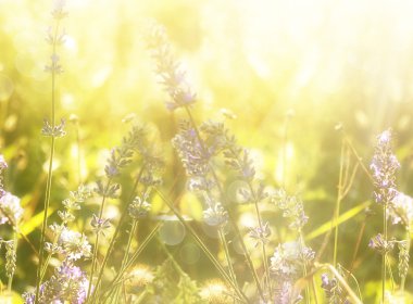 Lavanta meadow.nature arka plan