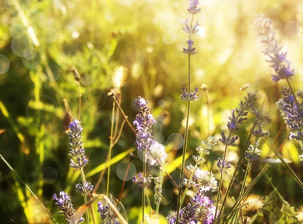 Lavendelwiese. Natur Hintergrund — Stockfoto