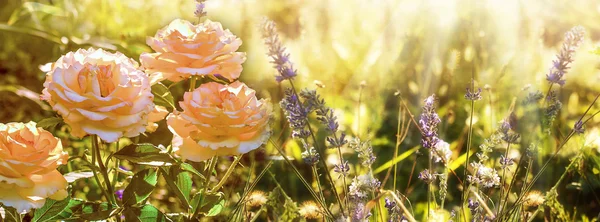 Rose and lavender — Stock Photo, Image