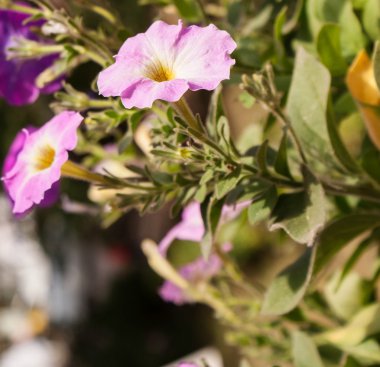 Nature.Floral arka plan