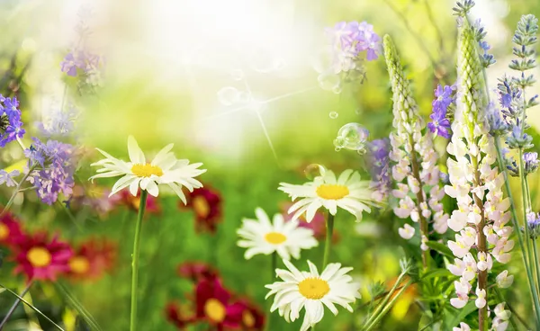 Wild beautiful flowers — Stock Photo, Image