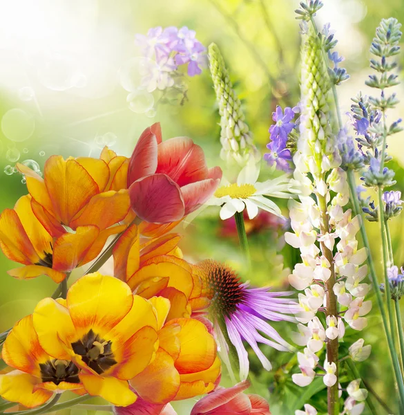 Flor hermosa salvaje — Foto de Stock