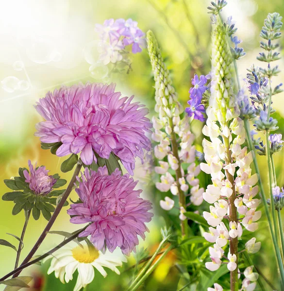 Wilde schöne Blume — Stockfoto