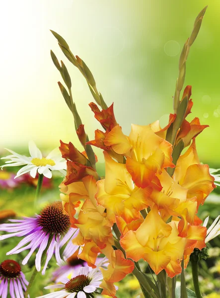 Beautiful floral background.Gladiolus — Stock Photo, Image