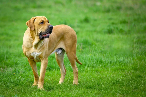 브라질 mastiff 또는 휠 라 세리 개 — 스톡 사진