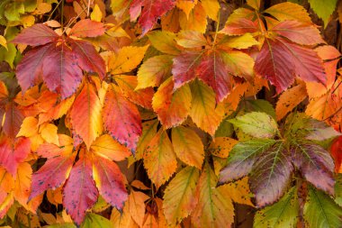 Renkli Sonbahar Sarmaşığı Yaprakları